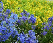 Image result for Blue Yellow Flowers