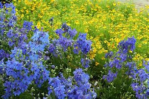 Image result for Blue Flowers with Yellow Pistils