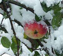 Image result for Black Apple Tree Branches Winter