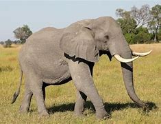 Image result for Largest Elephant Ever Killed