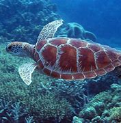 Image result for Sea Turtle in Coral Reef