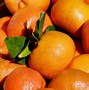 Image result for Red Giant Orange Fruit