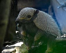 Image result for Armadillo by Morning Meme