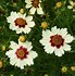 Image result for Coreopsis (x) Snowberry ®