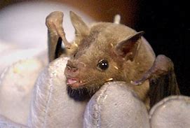 Image result for Tucson Long-Nosed Bat