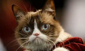 Image result for Grumpy Cat Kitten