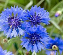 Image result for Flores Comestibles Azules