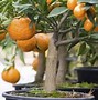 Image result for How to Plant Orage Tree and Lemon Tree