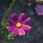 Image result for Pink Cosmos Flower Necklace