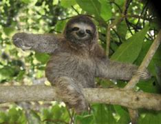 Image result for 3 Toed Sloth