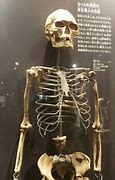 Image result for Oldest Human Skull