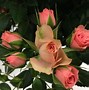 Image result for Love Forever Roses