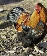 Image result for Le Coq Francais