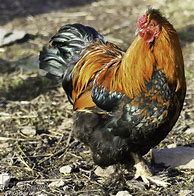 Image result for Le Coq Francais