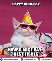 Image result for Funny Happy Birthday Cat T-shirt