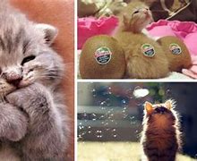 Image result for Cutest Baby Animals in the Universe