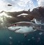 Image result for Great White Shark Hand Some