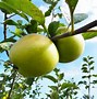 Image result for iPhone 10 Price Apple Fruit Store