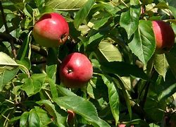 Image result for Types of Green Apple Trees
