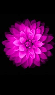 Image result for iPhone 6 Official Flower Wallpaper