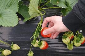 Image result for Hot Fruit Picking