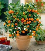 Image result for Miniature Orange Tree House Plant