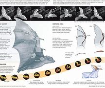 Image result for Bat Flight Patterns