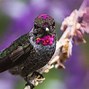 Image result for Stellula Trochilidae