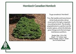 Image result for Tsuga canadensis Green Globe