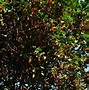 Image result for Orange Tree Blooms