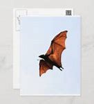 Image result for Fruit Bat Flying