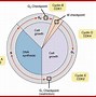 Image result for Biology Cell Division