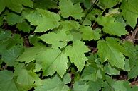 Image result for Actaea rubifolia