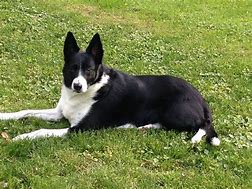 Image result for Short Hair Collie