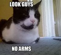 Image result for Black Cat Meme Arms