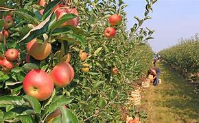 Image result for Apple Farmer