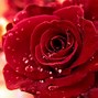 Image result for Valentine Roses Background Wallpaper