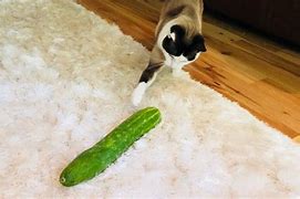 Image result for Funny Cats Cucumber