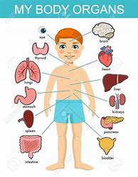 Image result for Science Human Body Diagram
