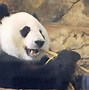 Image result for Giant Panda Appearance