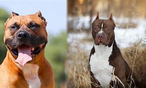 Image result for Pit Bull Terrier vs Steet Dogs