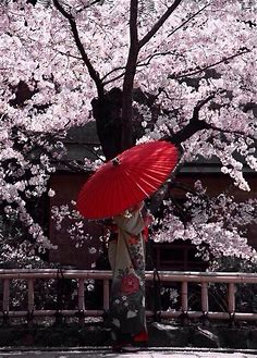 Geisha Girl holding a red umbrella with Cherry Blossoms in the background | Cherry blossom japan, Japanese art