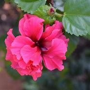 Image result for Hibiscus syriacus Freedom