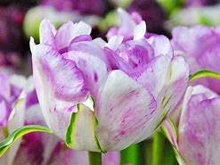 Image result for Tulipa Shirley Double