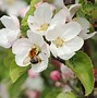 Image result for Malus domestica Summerred