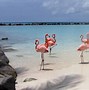 Image result for Malmok Beach Aruba