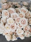 Image result for Champagne Colored Flowers