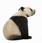 Image result for Giant Panda National Geographic