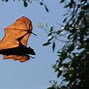 Image result for Giant Golden-crowned Flying Fox Bat