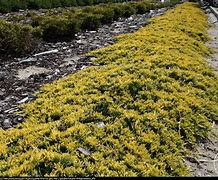 Image result for Juniperus hor. Golden Carpet